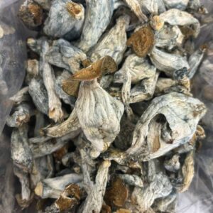Buy Bulk Magic Mushrooms 1 lb USA