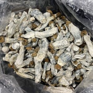 Buy Penis Envy Mushroom USA